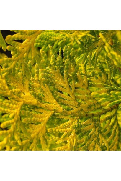 Золотиста хвоя туї Голден Брабант крупним планом